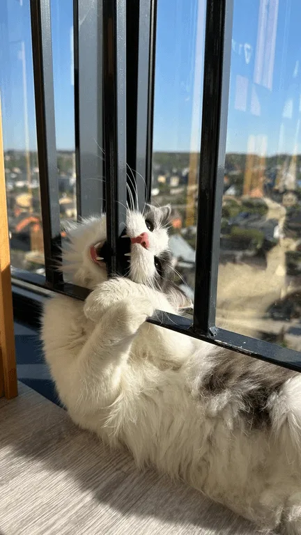 A fluffy white and gray cat is lying on a wooden floor, pressing its paws against black vertical bars of a window, looking…