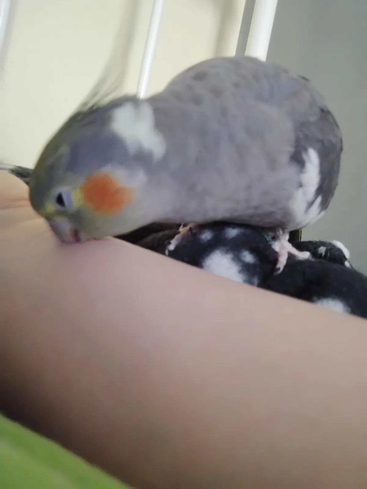 A grey and white cockatiel with orange cheek patches is perched on a person's arm, leaning down to peck at a small black and…