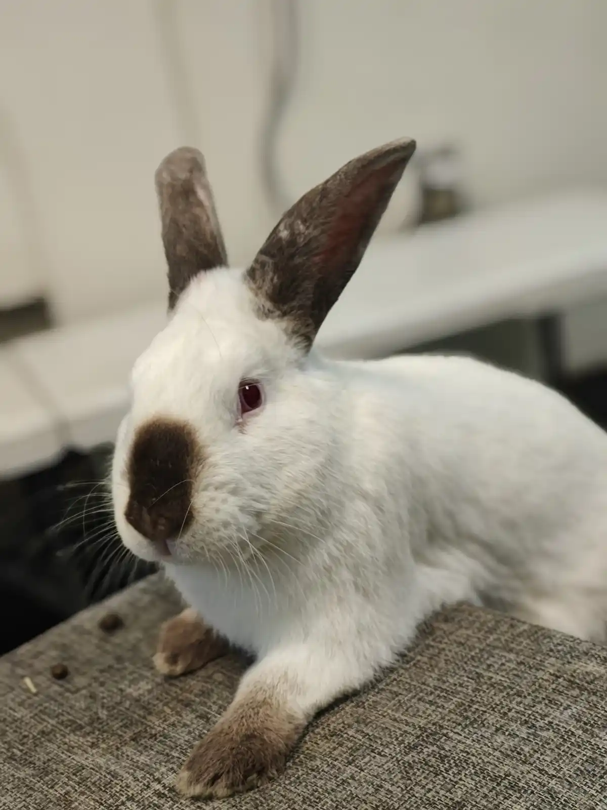 A white rabbit with brown patches on its ears, nose, and paws is lying on a textured gray surface, looking off to the side…