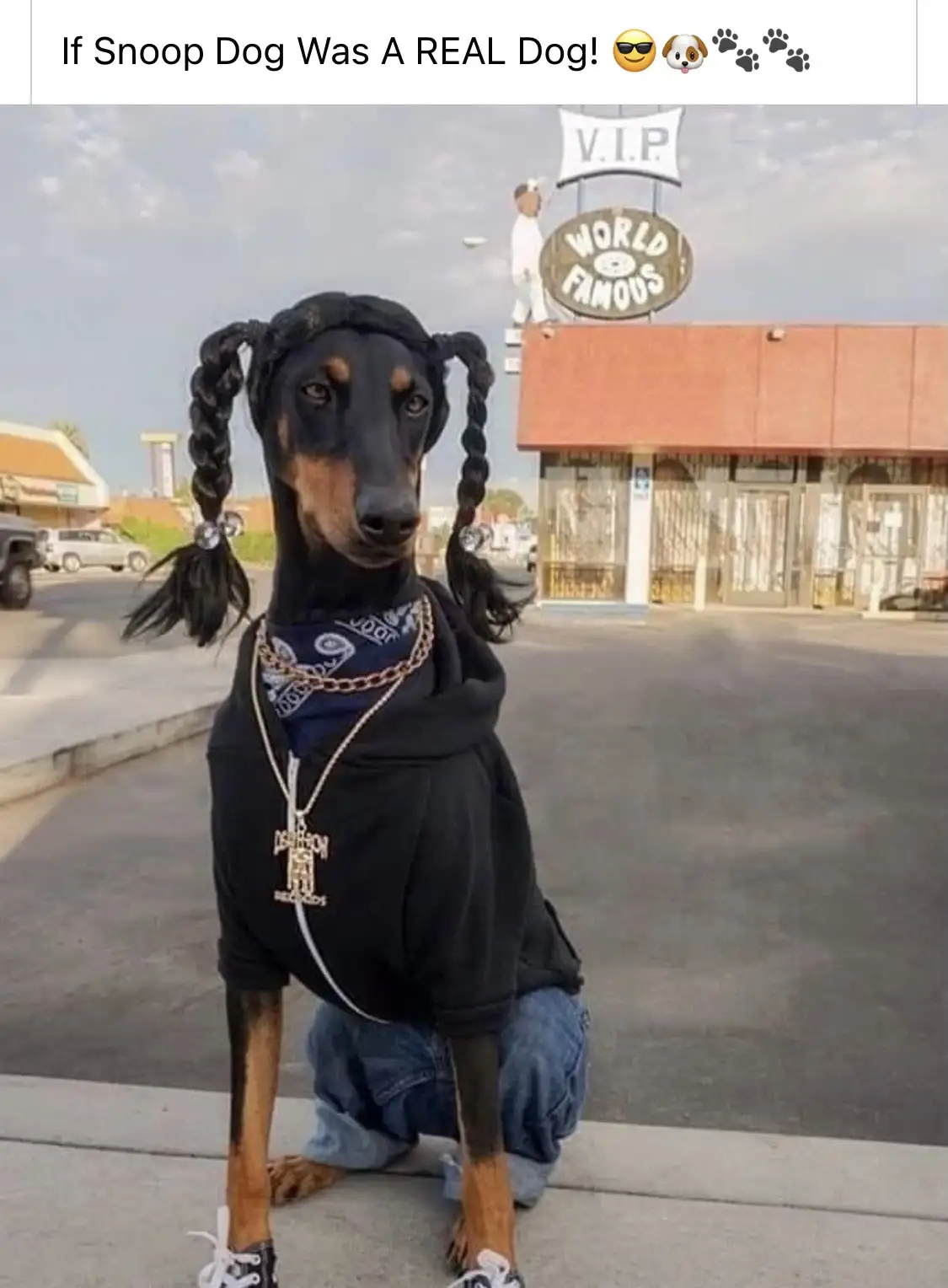 A black and tan Doberman Pinscher is dressed in a black hoodie, blue jeans, and black sneakers, with two braided pigtails…