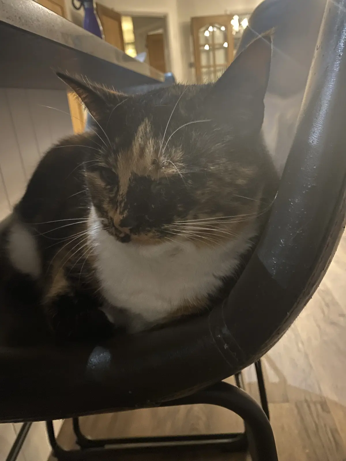 A calico cat with black, orange, and white fur is lounging in a black chair, looking sleepy and unbothered. The cat's eyes…