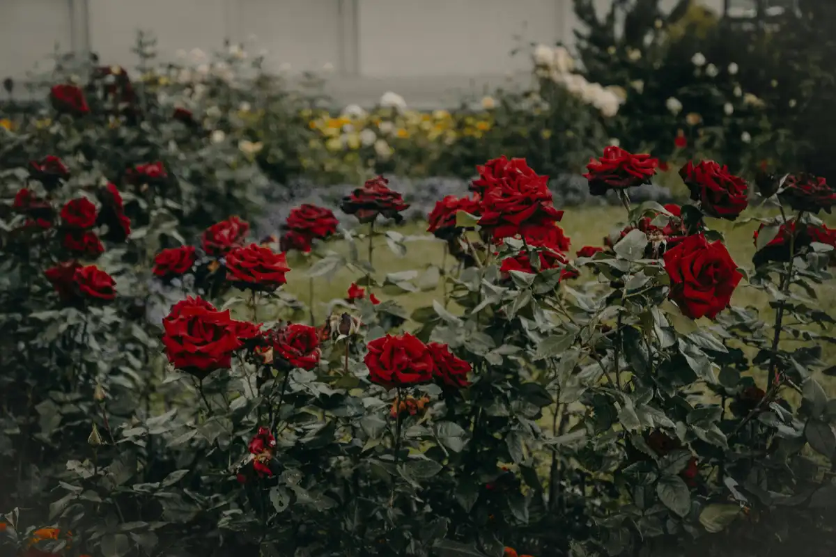A garden scene with numerous red roses in bloom, surrounded by green foliage and other out-of-focus flowers in the…