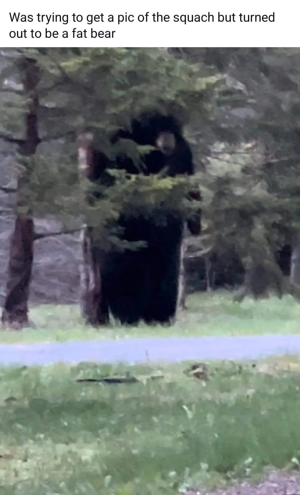 Meet the chubby bear: Fat oso in all its glory