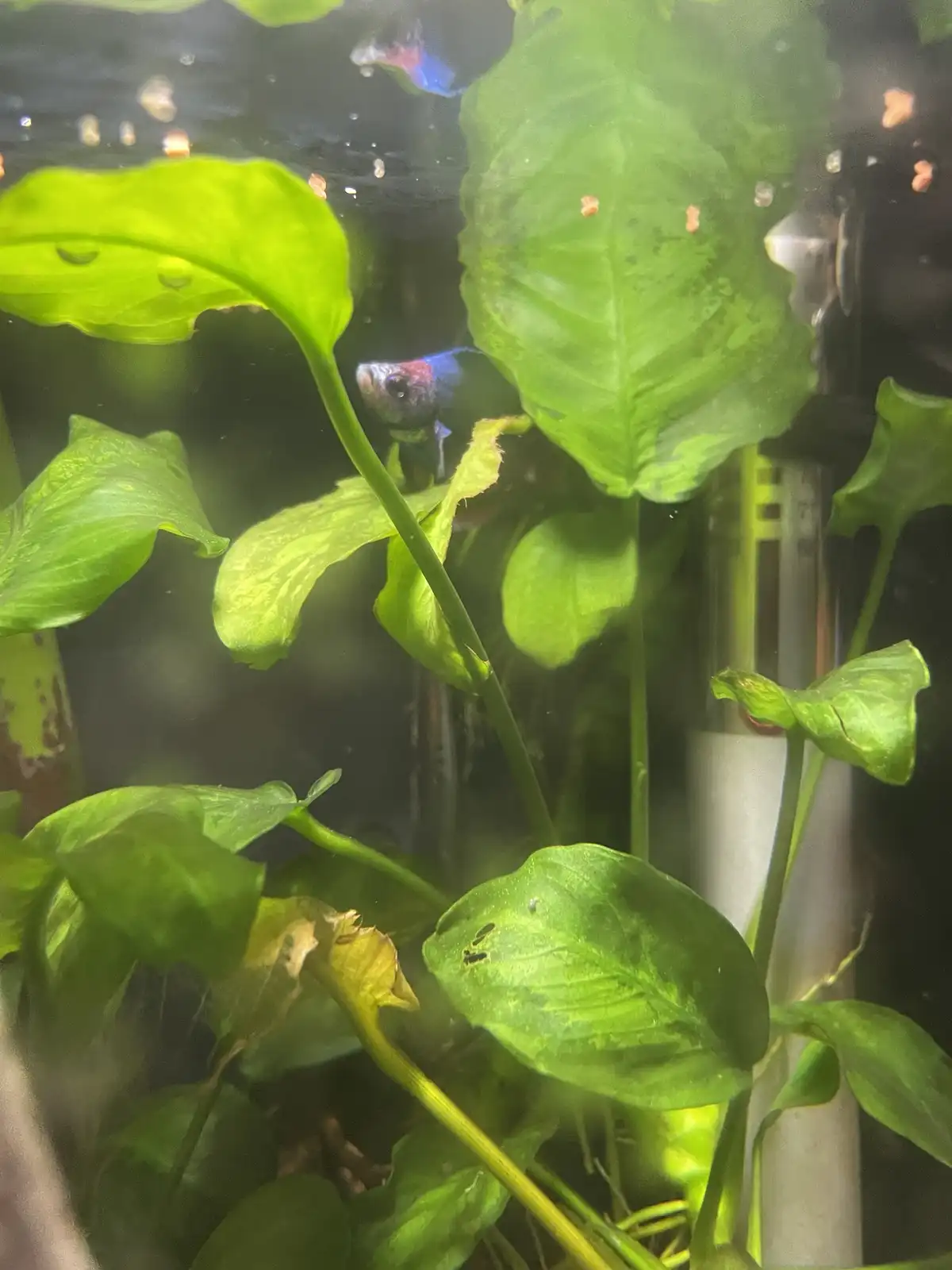 A small, colorful fish with blue and red markings peeks out from behind lush green aquatic plants inside a tank, with…