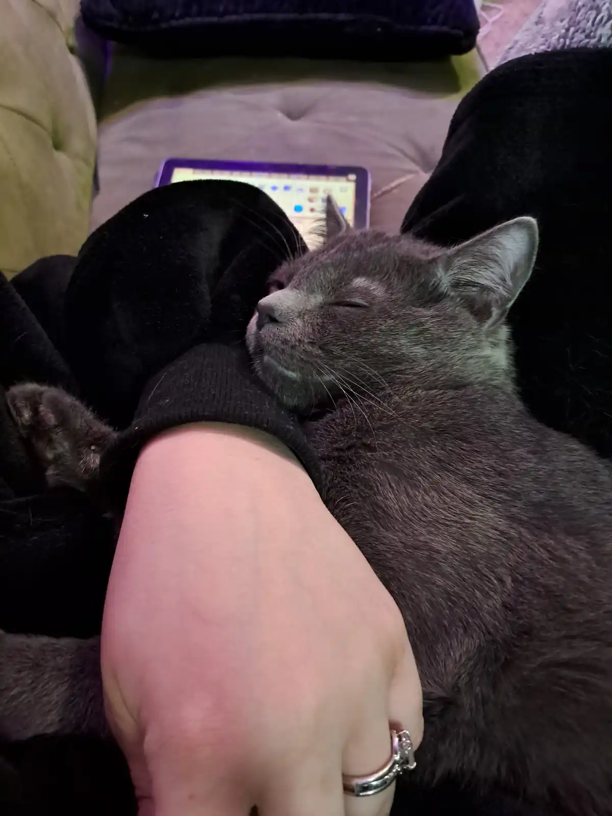A gray cat is sleeping peacefully with its eyes closed, nestled against a person's arm who is wearing black clothing and a…