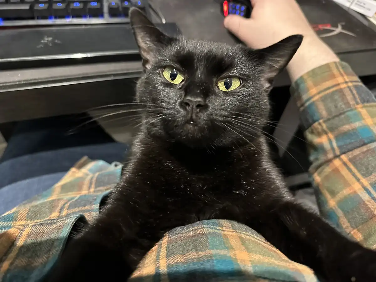 A black cat with bright yellow eyes sits calmly on a person's lap, looking directly at the camera. The person, wearing a…