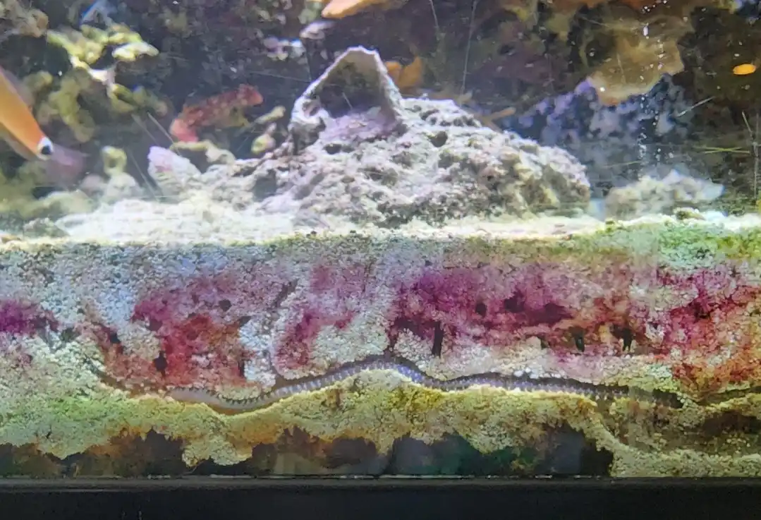 a close-up photo of a layered aquarium substrate with colorful, textured growths resembling a slice of watermelon, overlaid…