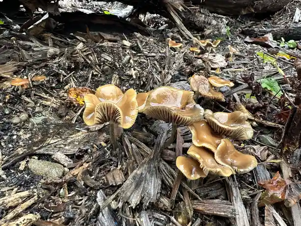 A photo shows a cluster of small, brown, gilled mushrooms growing in damp, decaying wood chips and leaves under a log. The…