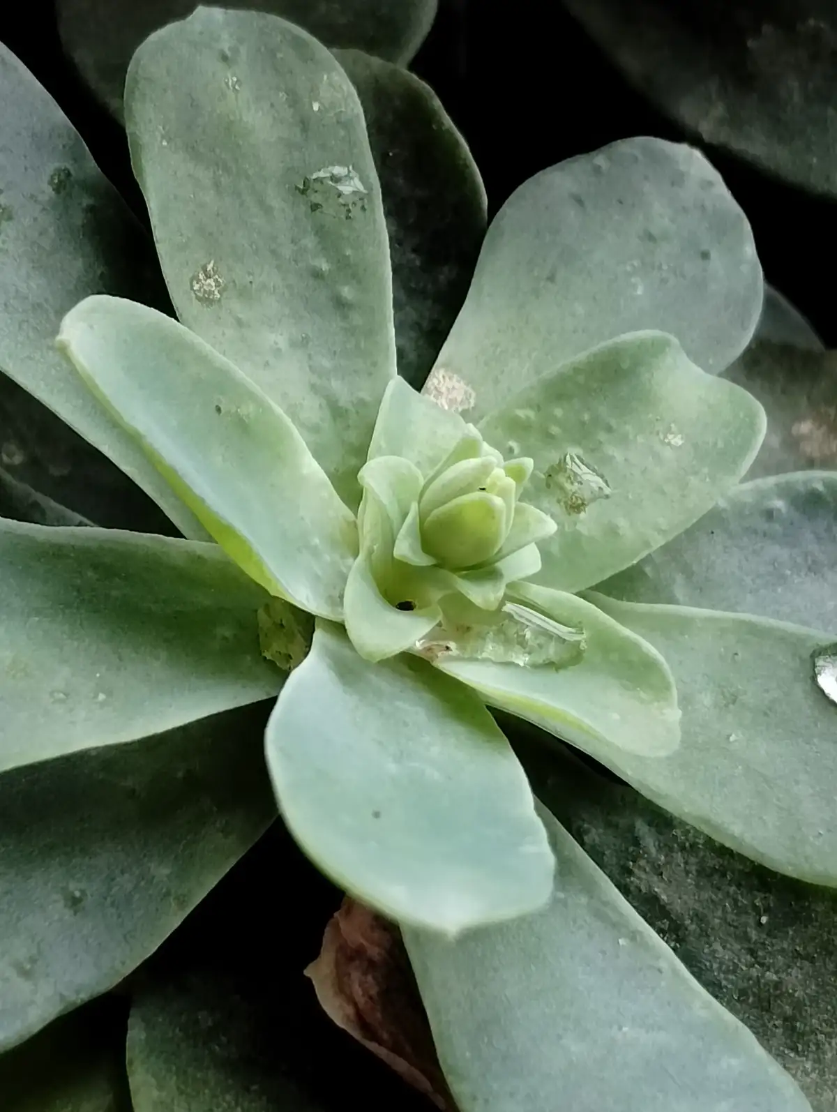 A close-up photo of a pale green succulent with thick, fleshy leaves arranged in a rosette pattern, showing a small central…