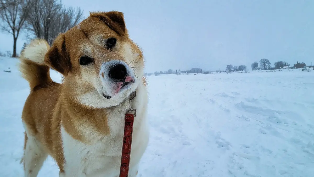 A brown and white dog with a red leash stands in a snowy field, its nose and whiskers dusted with snow, looking directly at…