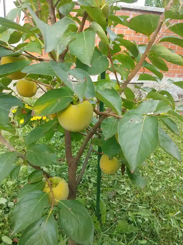 A tree with green leaves and several yellowish-green persimmons hanging from its branches, set against a backdrop of grass…