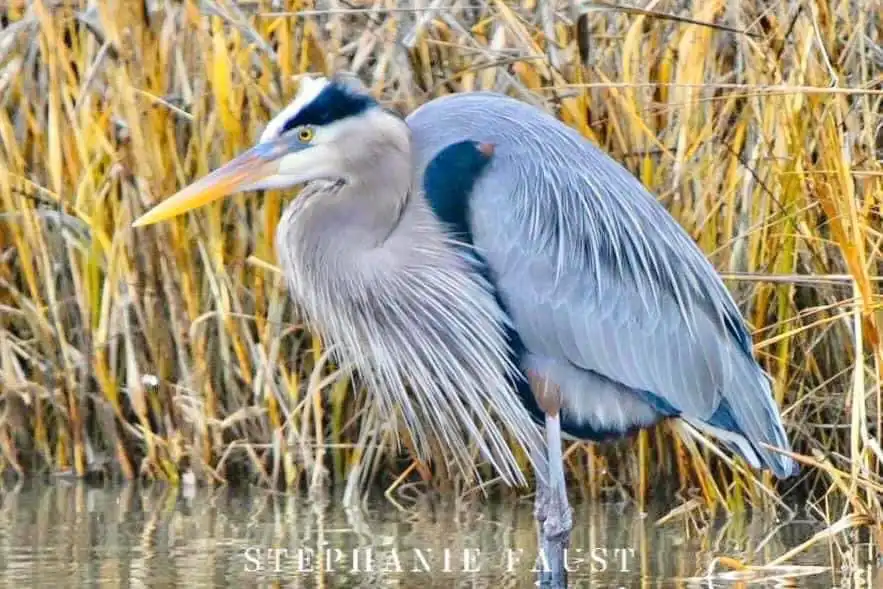 A great blue heron stands in shallow water among tall, dry reeds, its long neck curved and feathers ruffled. The image has a…