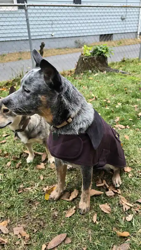 A blue heeler dog wearing a dark purple vest stands on grass with fallen leaves, looking off to the side. Another dog is…