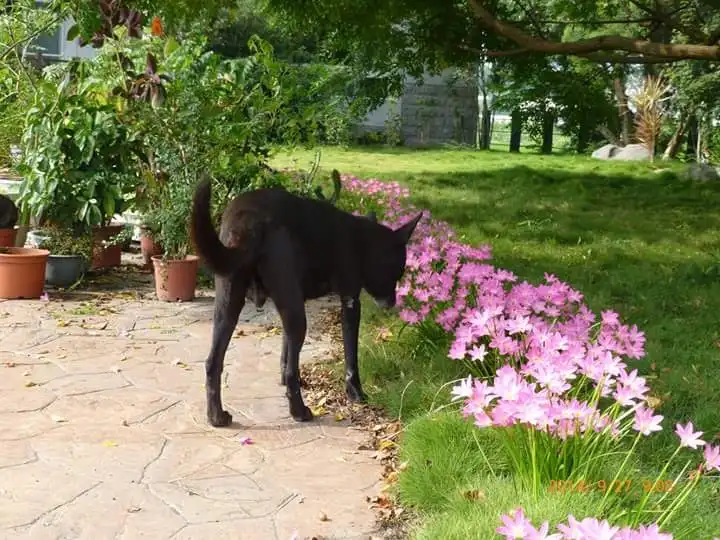 A black dog stands on a stone path next to a row of pink flowers, sniffing the ground near the blooms. The dog's rear is…