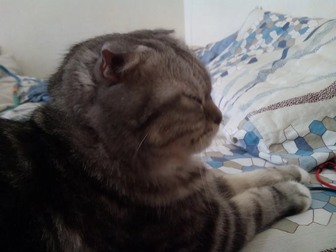 a gray tabby cat is lying on a bed with a blue and white geometric patterned blanket, eyes closed and head tilted slightly…