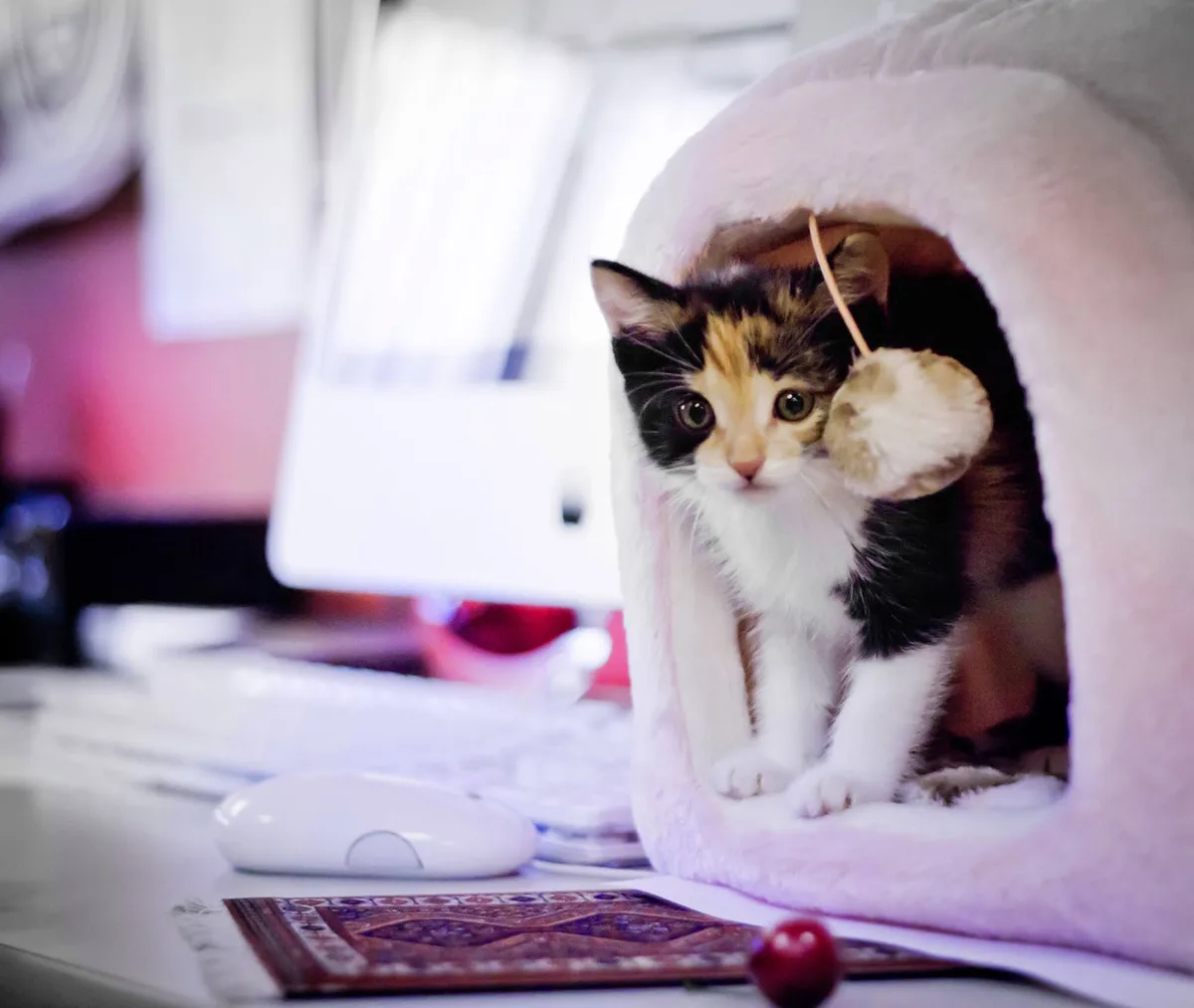 A calico kitten peeks out from a pink, fluffy cat bed on a desk, holding a yarn toy. In the blurred background, a white…