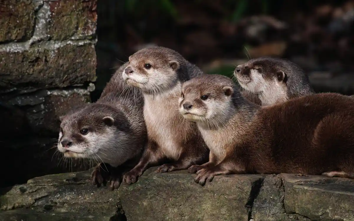 four otters are sitting together on a stone ledge, looking in various directions with serious or contemplative expressions…