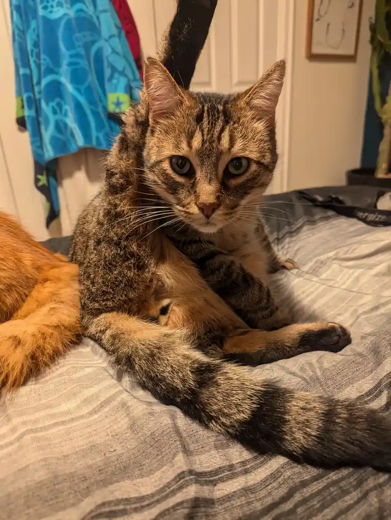 A tabby cat with green eyes sits on a gray striped bed, looking directly at the camera with a stern, unimpressed expression…