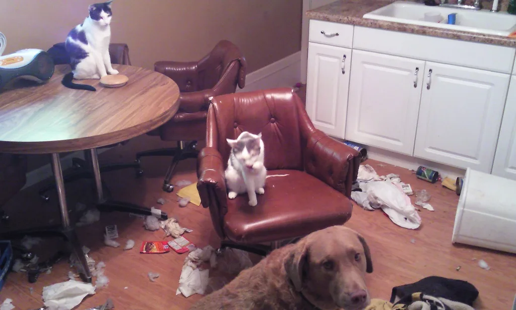 A brown dog looks at the camera from a messy floor while two cats sit calmly—one on a table, one on a leather…