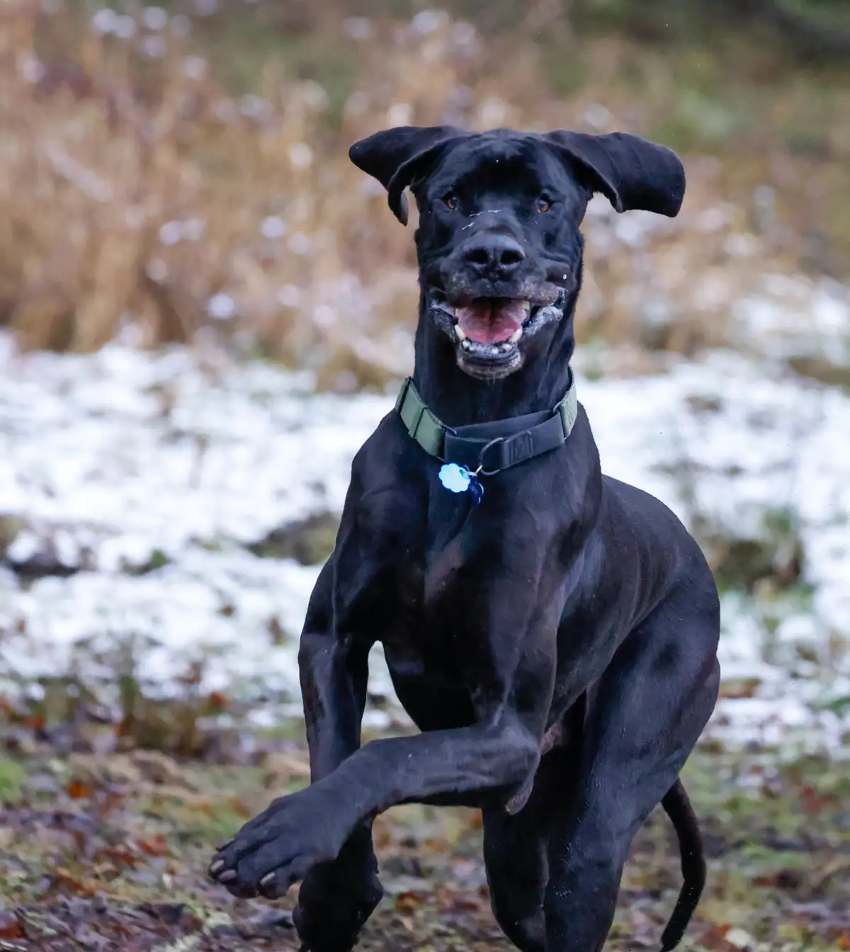 A black dog with floppy ears and a green collar is captured mid-stride running through a snowy, grassy field. The dog has a…