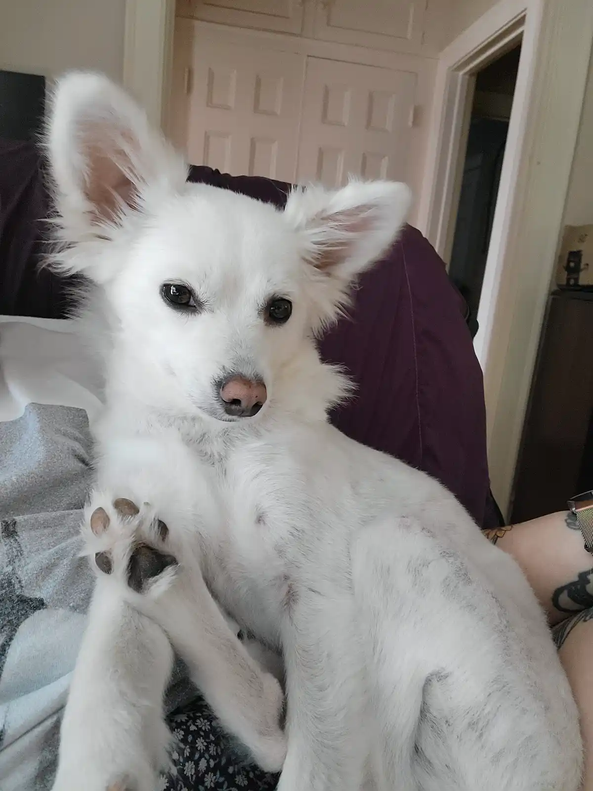 A small, fluffy white dog with large, upright ears and dark eyes sits on someone's lap, looking directly at the camera with…