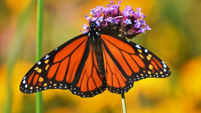 A monarch butterfly with orange wings and black veins, resting on a cluster of purple flowers against a blurred yellow-green…