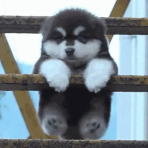 A grid of six identical images shows a fluffy black and white puppy hanging by its front paws from a yellow metal railing…