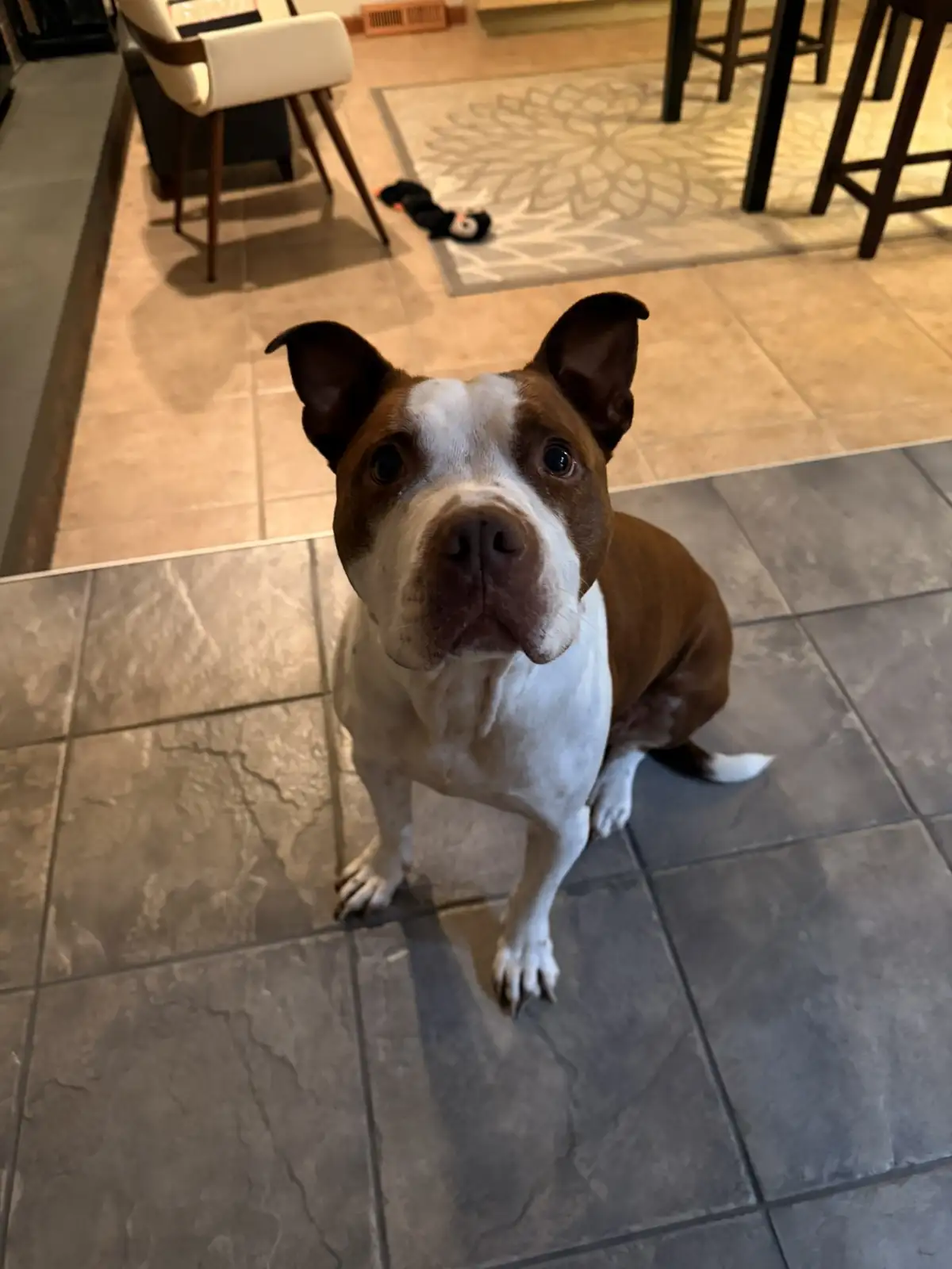 A brown and white dog with large, expressive eyes sits on a tiled floor looking up at the camera with a pleading or innocent…