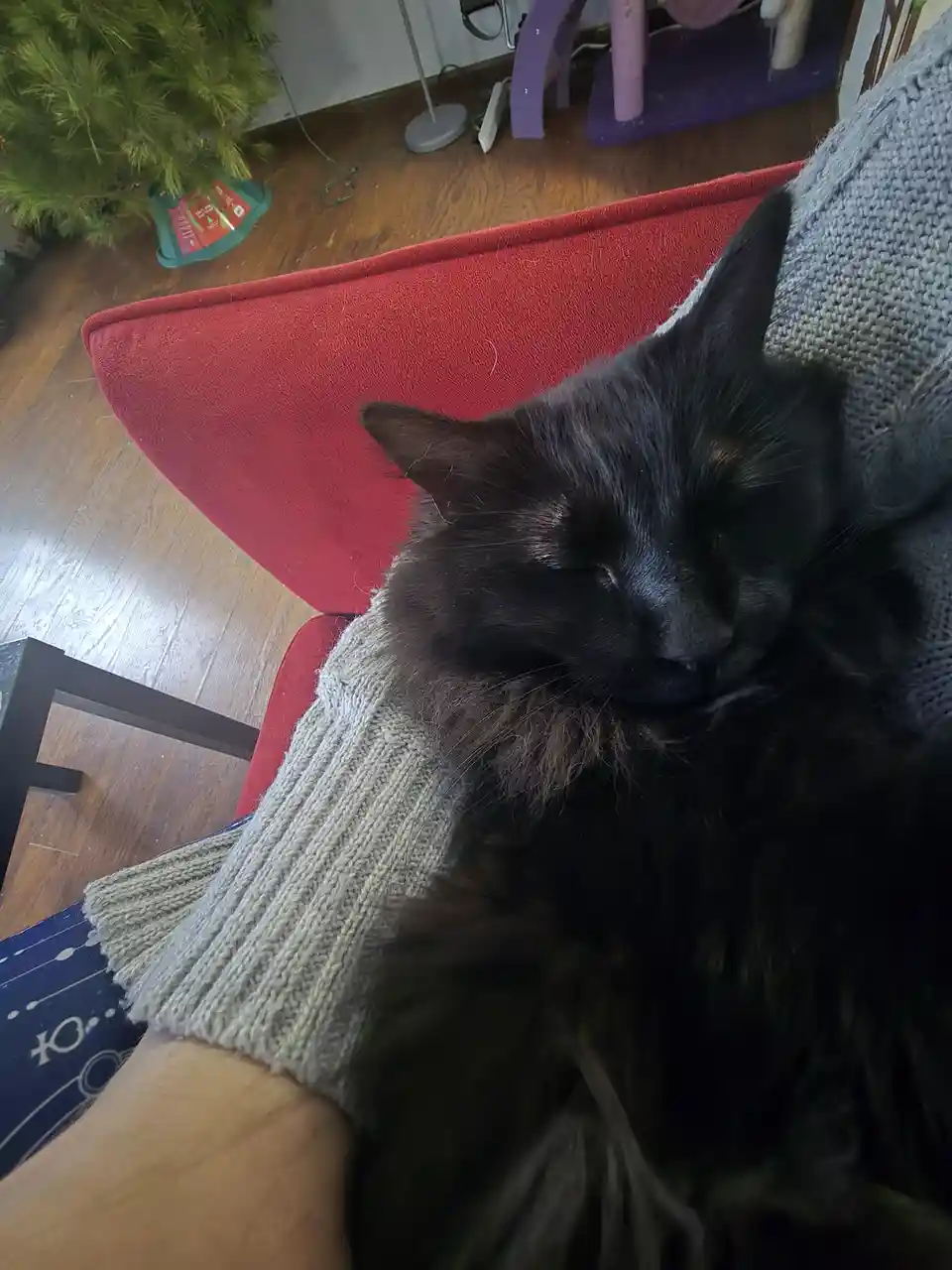 A black cat with long fur is sleeping peacefully while being held by a person wearing a gray knitted sweater. The cat is…