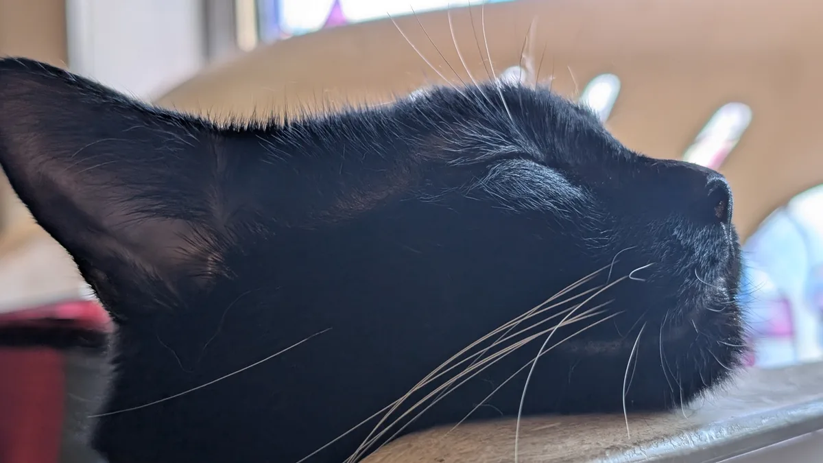 A close-up of a black cat sleeping peacefully with its eyes closed, resting its head on a wooden surface. Behind the cat, a…