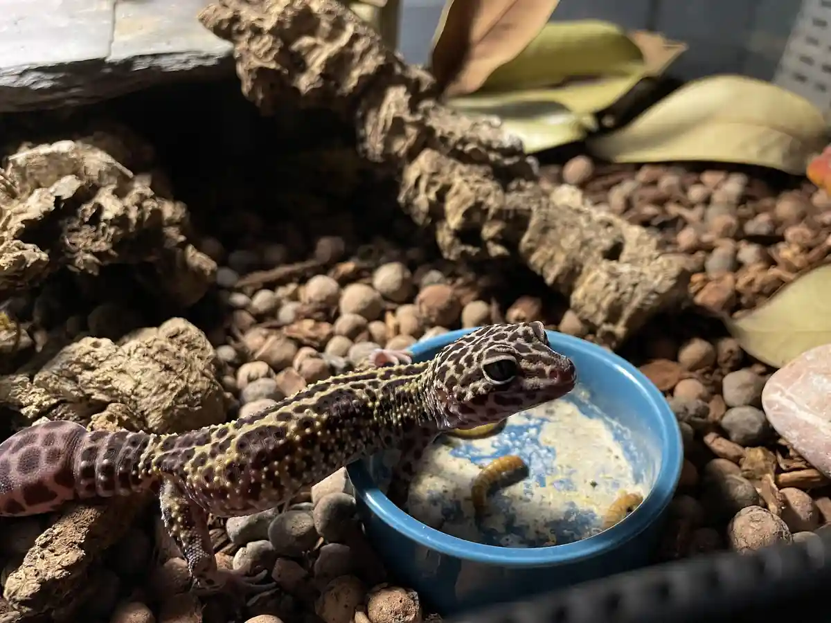 A leopard gecko with spotted skin is perched on the edge of a blue food bowl inside a terrarium filled with gravel, rocks…