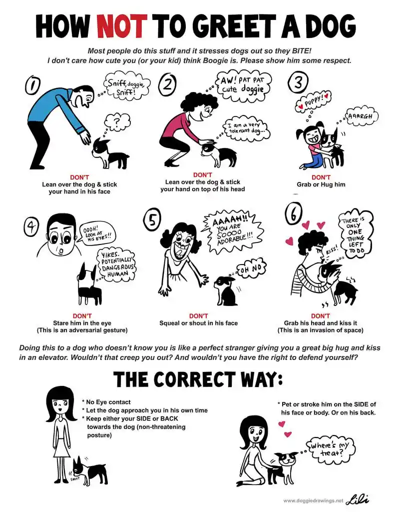 A cartoon infographic titled 'HOW NOT TO GREET A DOG' lists six incorrect ways to interact with a dog, each illustrated with…