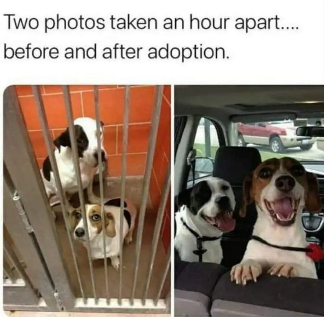 The image displays two side-by-side photos of two dogs. The left photo shows them looking sad and anxious inside a…