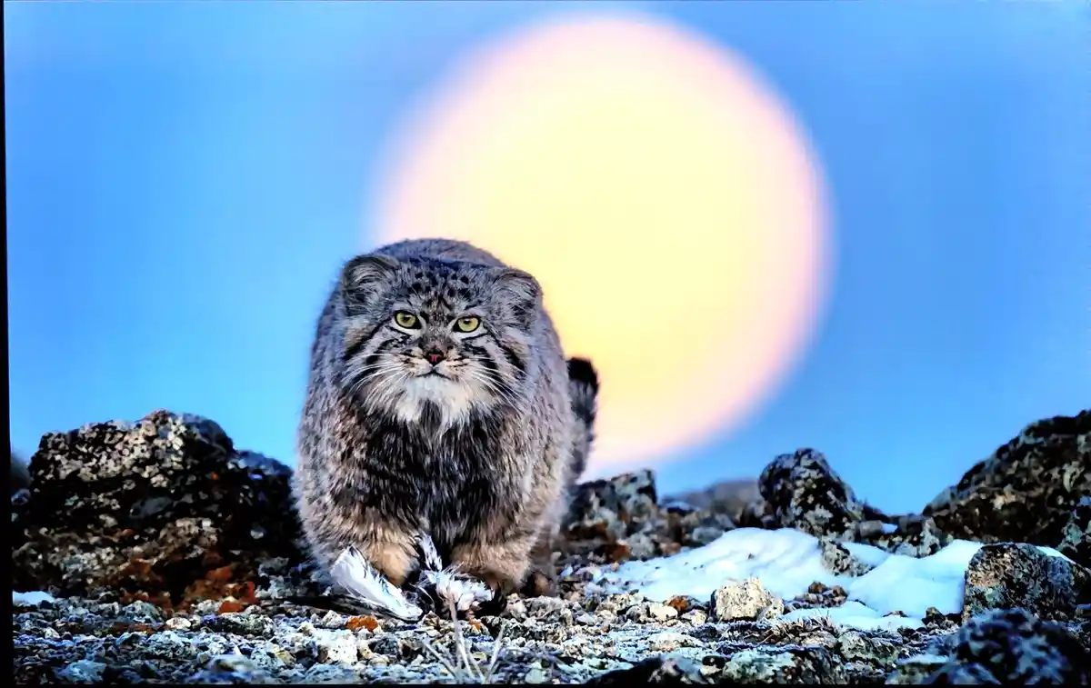 A close-up photograph of a fluffy, wild cat with a round face and intense yellow eyes, sitting on a rocky, snowy terrain…