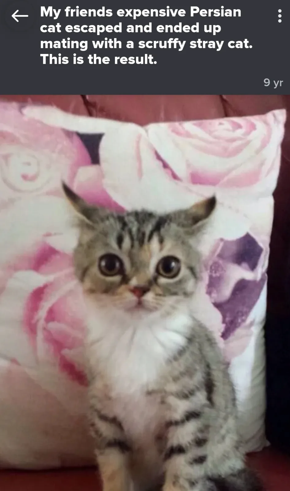 A small, tabby-striped kitten with large, round eyes and a fluffy white chest sits on a pillow with pink and purple floral…