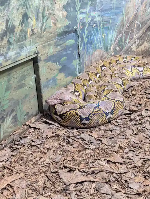 A large, coiled python with yellow, black, and beige patterns rests on wood chip bedding against a painted backdrop of…