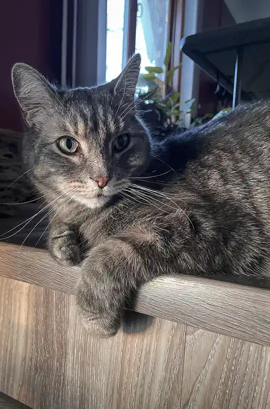 A gray tabby cat with green eyes is lounging on a wooden surface, looking directly at the camera with a relaxed but slightly…