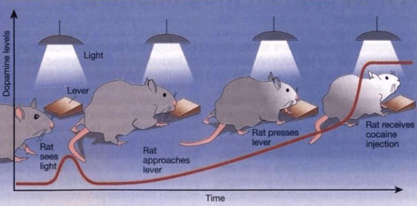 A scientific diagram shows a rat in a lab undergoing a behavioral experiment over time. The x-axis is labeled 'Time' and the…