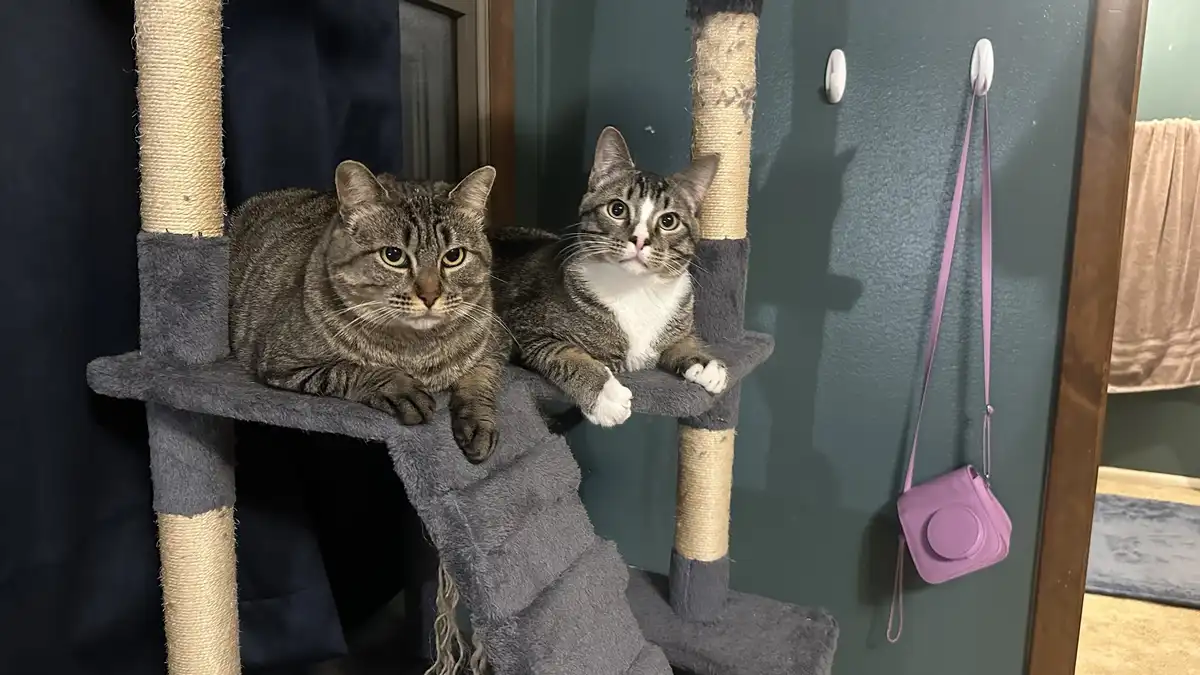 Two tabby cats sit on a grey cat tree; one looks bored, the other looks surprised. A purple camera hangs on the wall nearby…