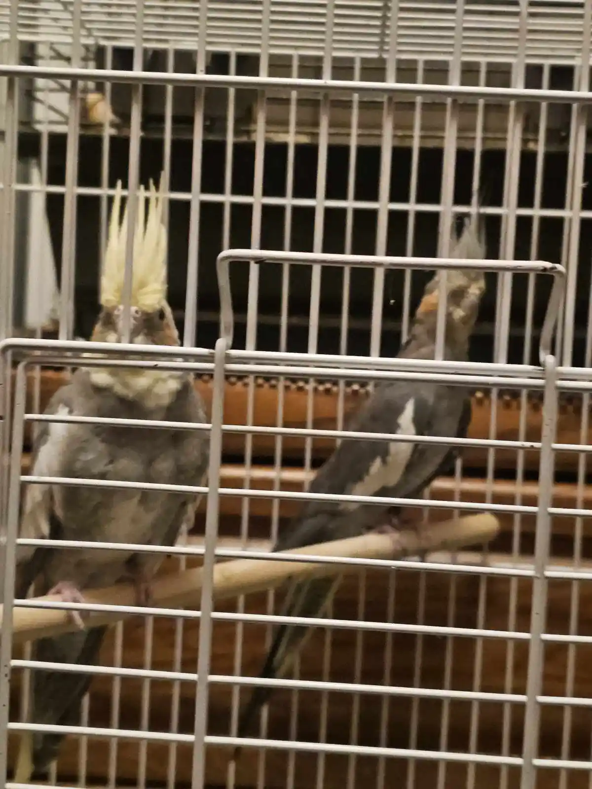 Two cockatiels are perched inside a white wire cage, one facing forward with its crest raised and the other turned away. The…
