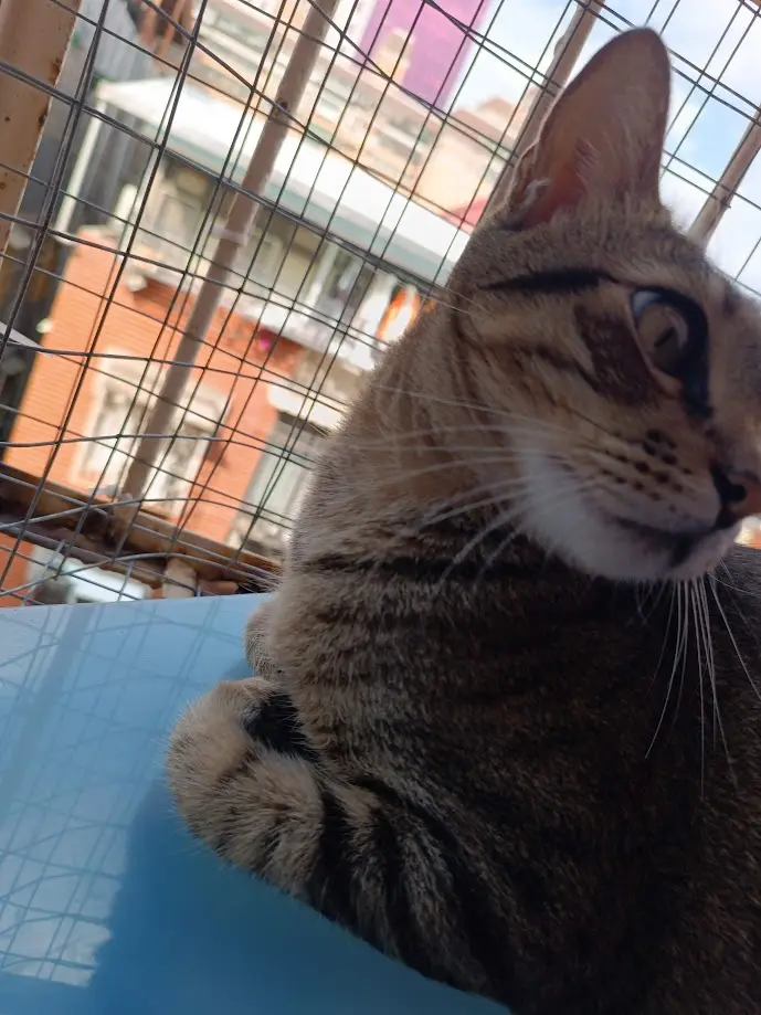 Yet Another Adorable Cat to Melt Your Heart