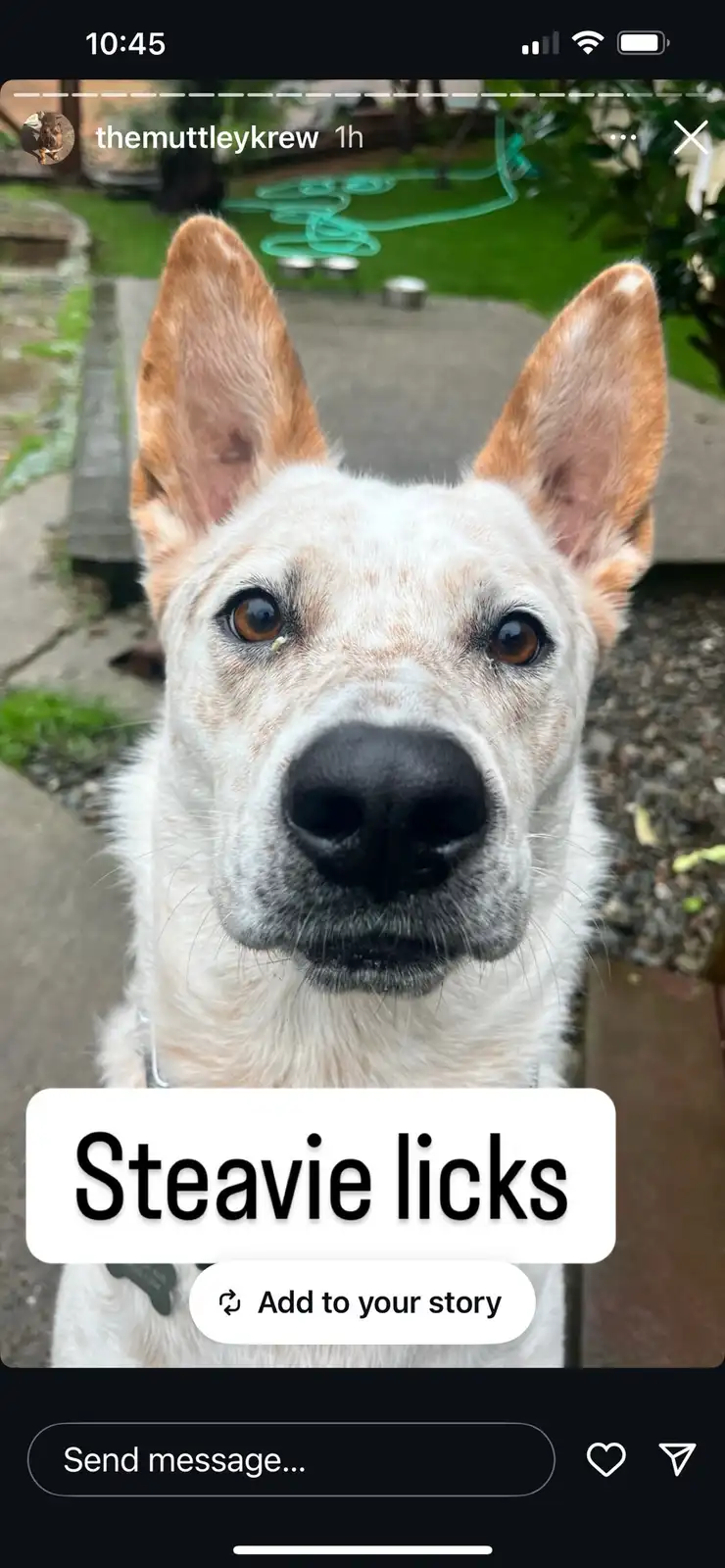 A close-up photo of a white dog with large, upright ears and brown eyes looking directly at the camera, with a white text…