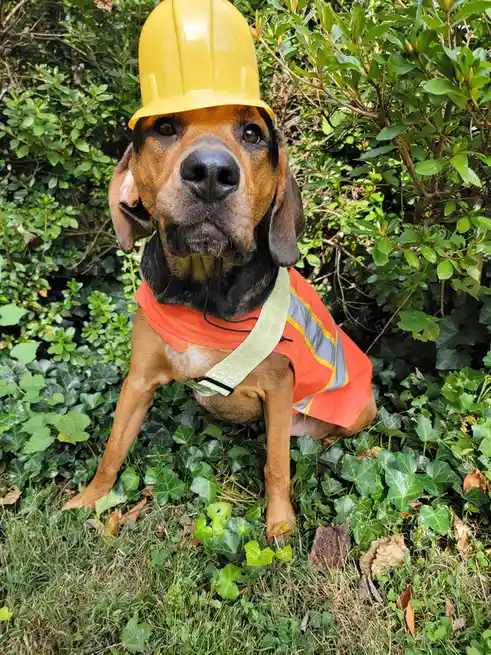 A brown and black dog sits in green foliage wearing a yellow hard hat and an orange safety vest with reflective stripes. The…