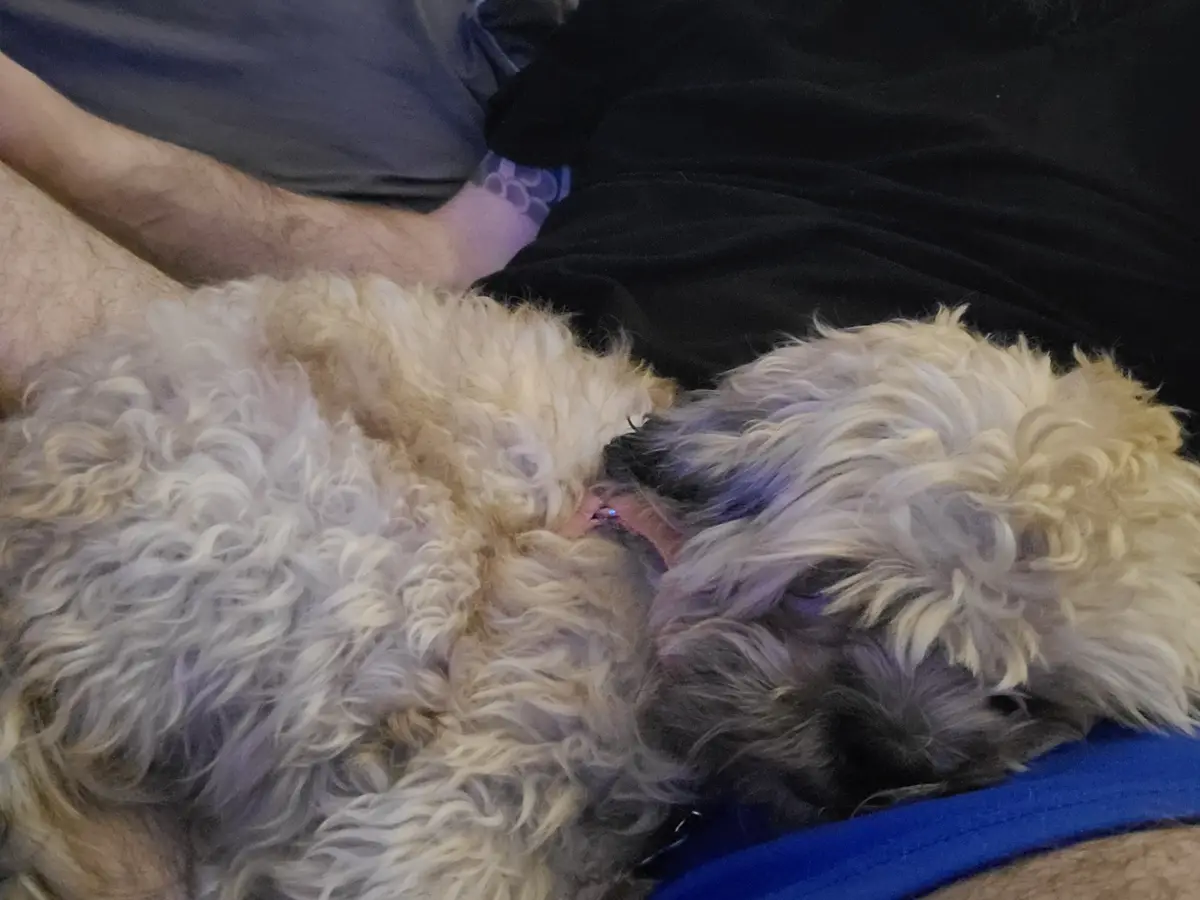 A fluffy, curly-haired dog with light cream and dark gray fur is curled up sleeping on a person's lap, partially obscured by…