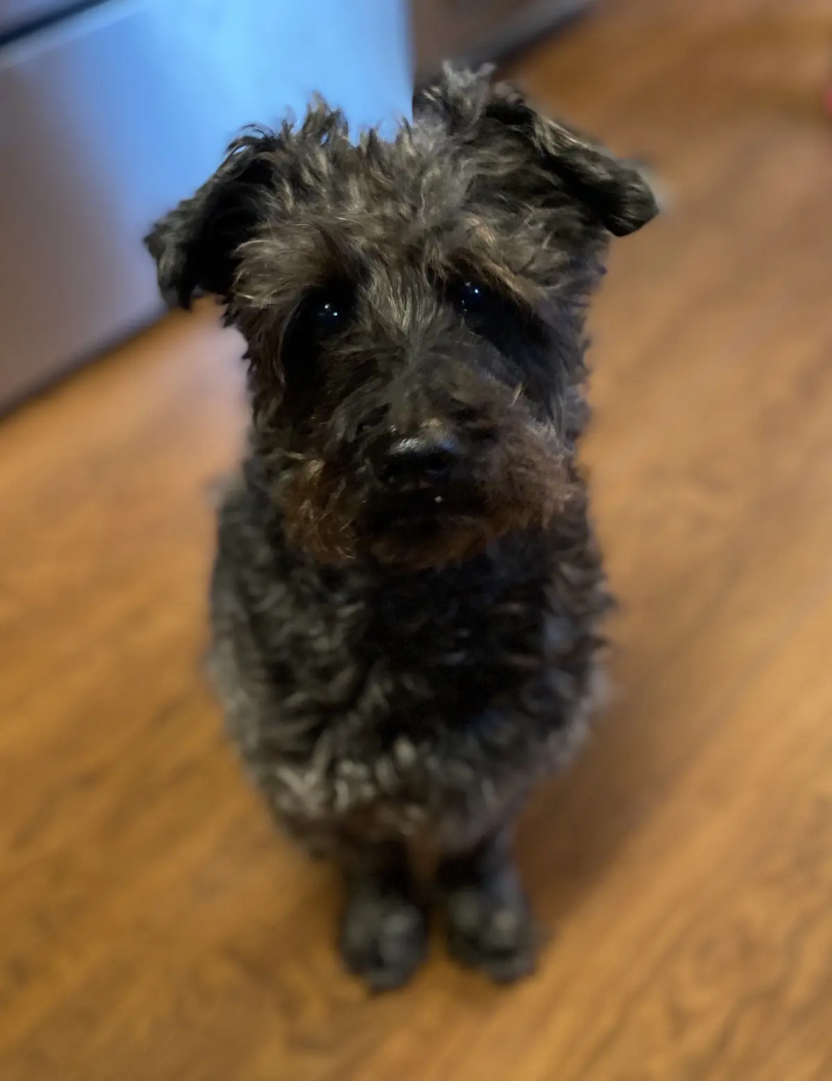 A small, scruffy, dark-furred dog with a slightly sad or pleading expression sits on a wooden floor looking up at the…