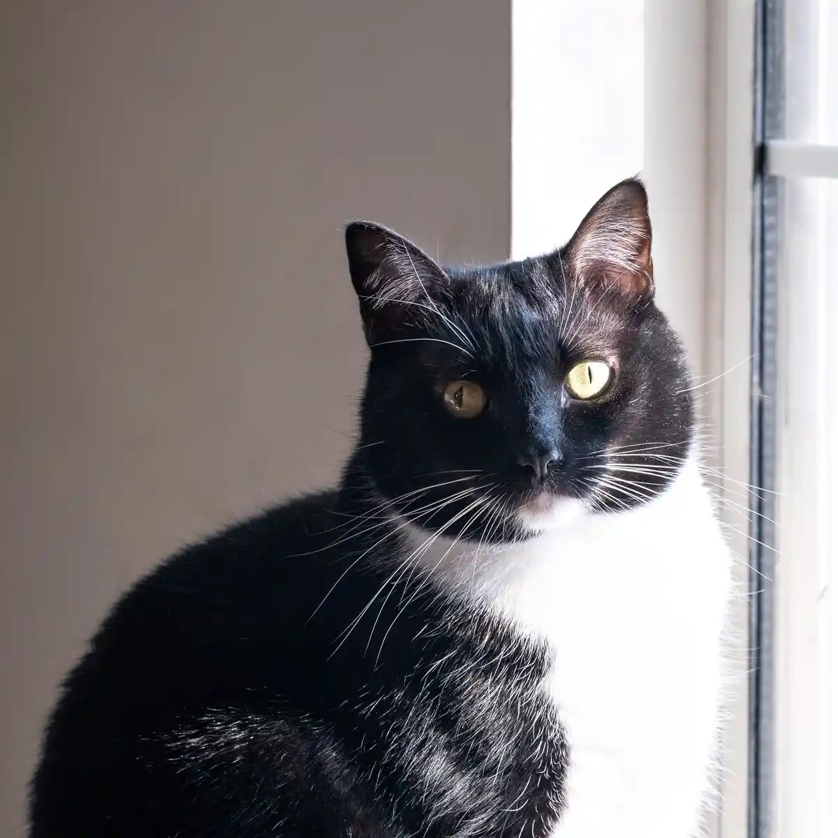 A black and white cat with striking yellow eyes sits near a window, looking directly at the camera with an intense, almost…