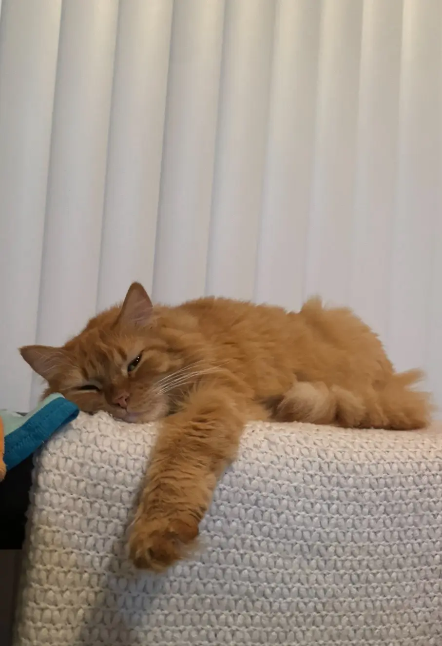 A fluffy orange cat is lying on a white knitted surface, one paw dangling, with half-closed eyes and a relaxed expression…