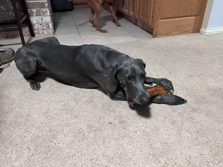 A large, dark gray dog lies on a beige carpet, holding a rawhide bone between its paws and teeth, looking directly at the…