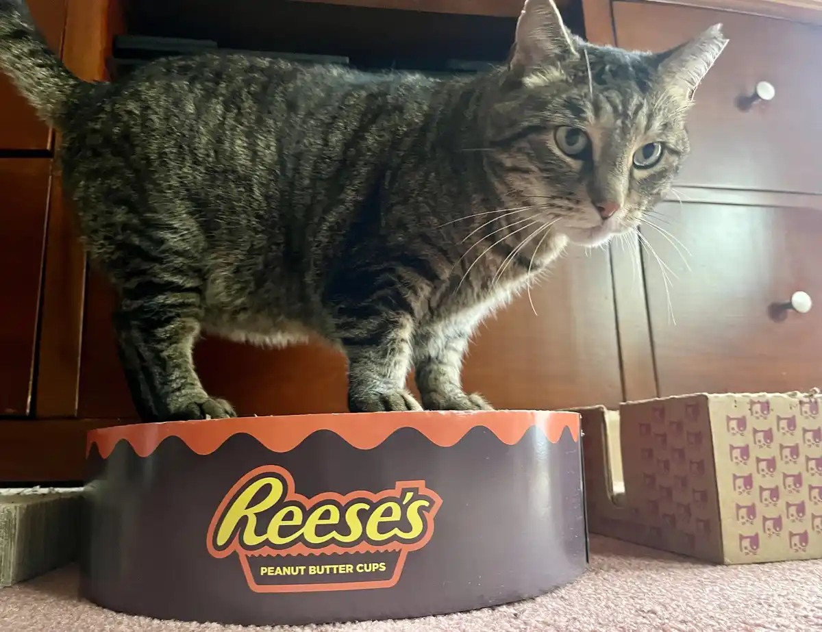 A tabby cat stands alertly on top of a large, circular Reese's Peanut Butter Cups candy box, looking directly at the camera…
