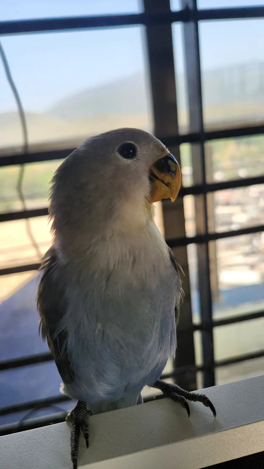 The Art of Handfeeding: A Heartwarming Experience